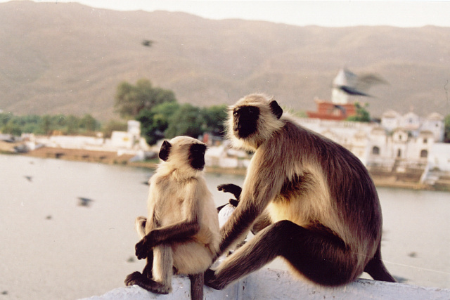 pushkar monkey mother and child