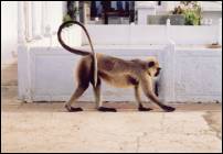 pushkar monkey reaching for nut