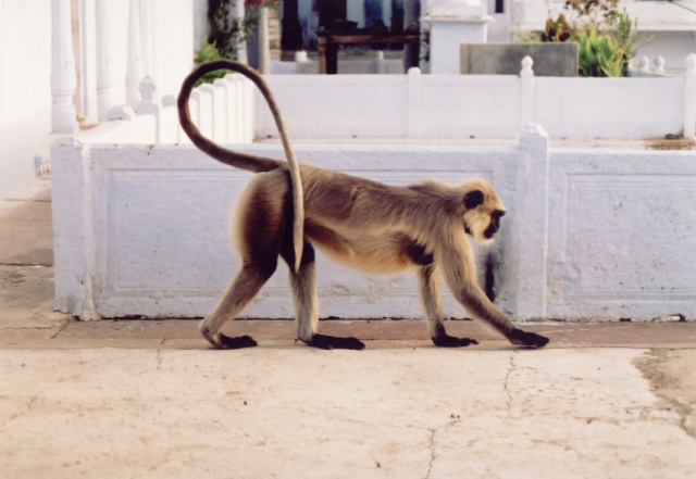 pushkar monkey reaching for nut