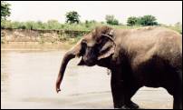 nepal elephant bathtime