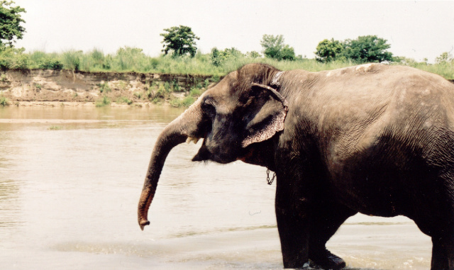 nepal elephant bathtime