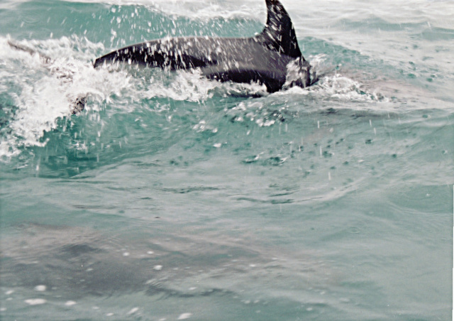 nz dolphin 3