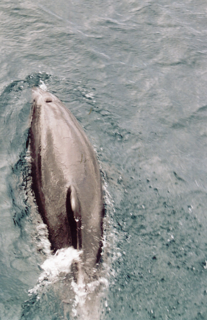 nz dolphin