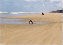 frazer island dingo on beach