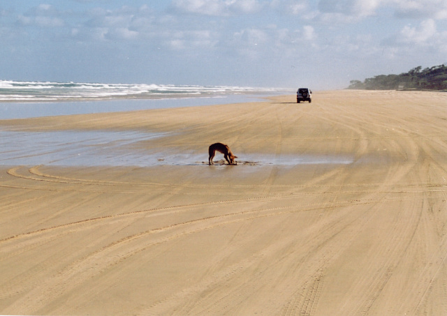 frazer island dingo on beach