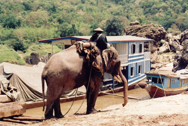 laos working elephant mekong