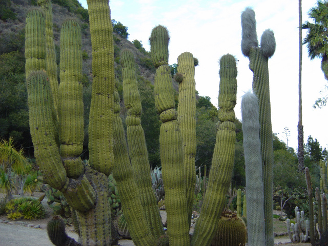 Cacti 87