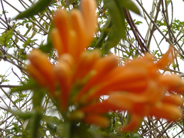 flowercloseup