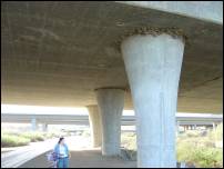 swallow nests under freeway 2
