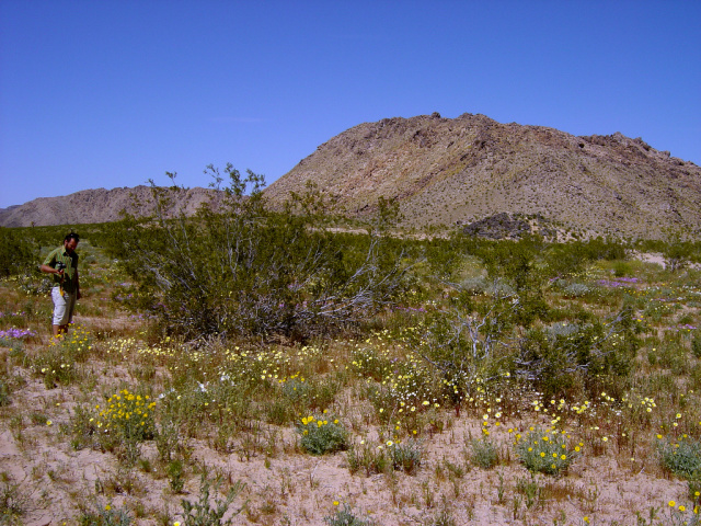 desert flora 486