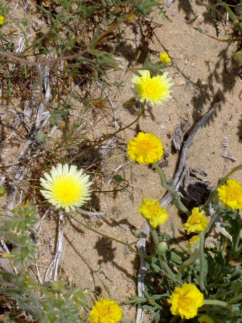 desert flora 488