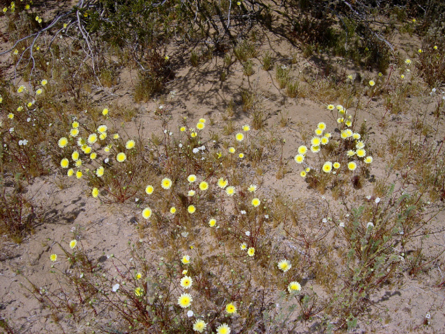desert flora 493