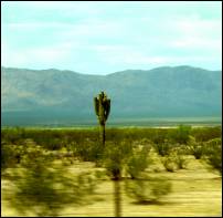 desert saguaro