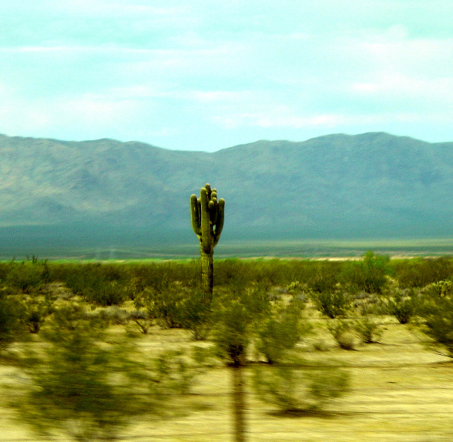 desert saguaro