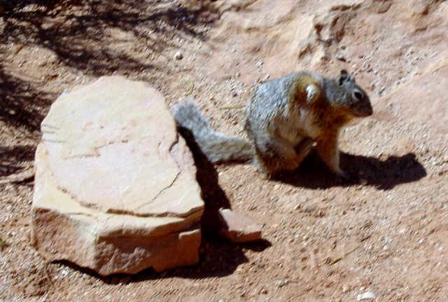 grand canyon squirrel scratching
