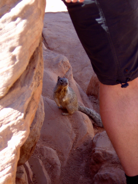 grand canyon squirrel