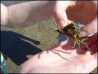 spiny crab 1