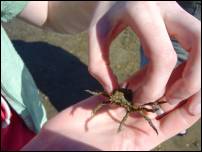 spiny crab 3