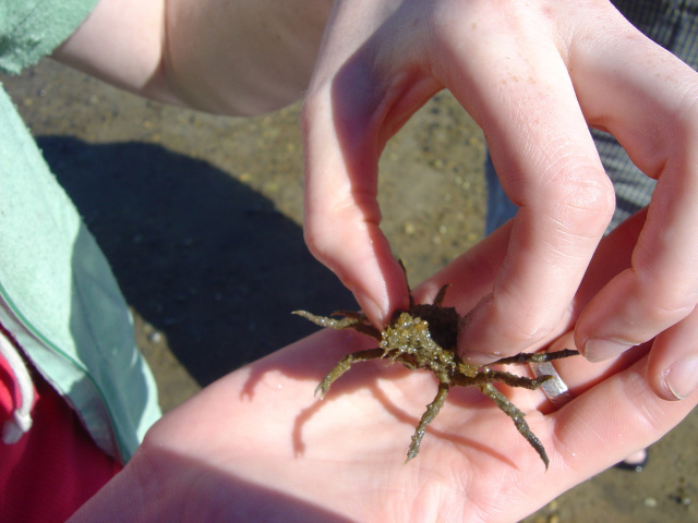 spiny crab 3