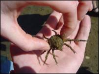 spiny crab 4