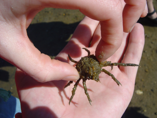 spiny crab 4