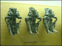 sabre toothed skulls