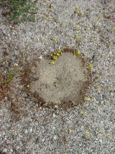 anthill with flowers