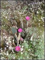 flowering cactus 1