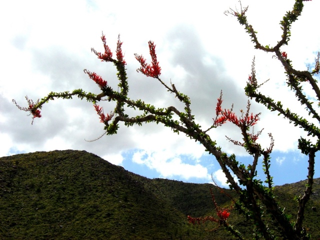 ocotillo 4