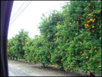 orange groves 1