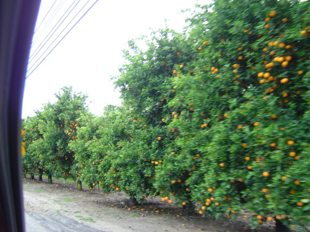 orange groves 1