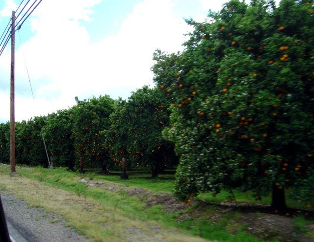orange groves 2