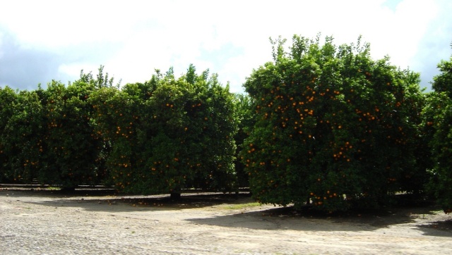 orange groves 3