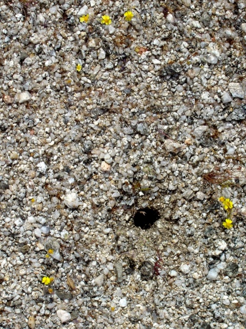 tarantula hole