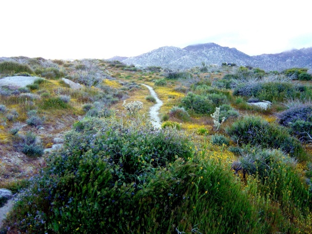 wildflower path