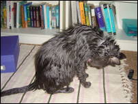 soggy cat 3