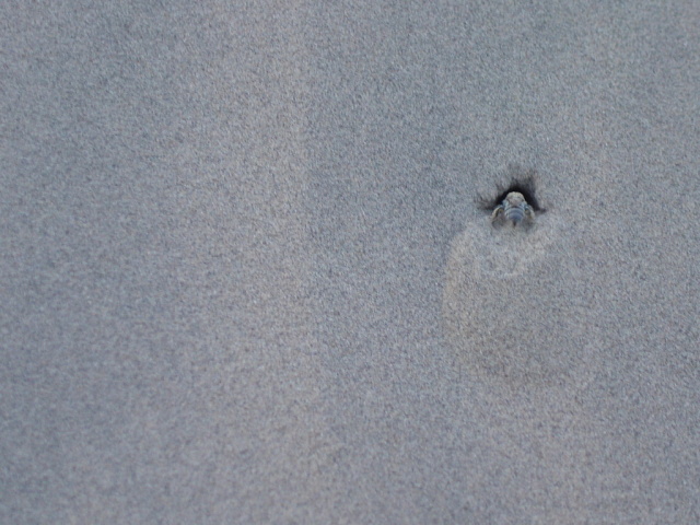 dunes digging bee