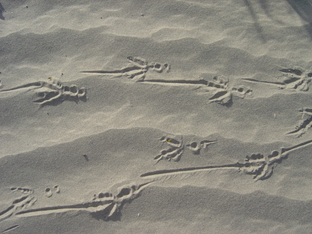 dunes roadrunner tracks 1