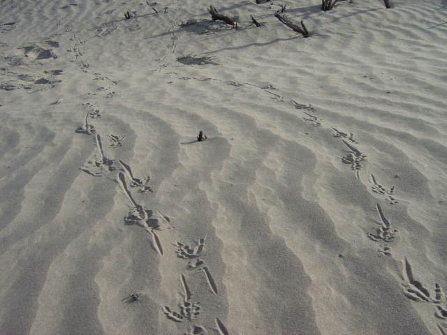 dunes roadrunner tracks 2