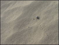 dunes weevil tracks