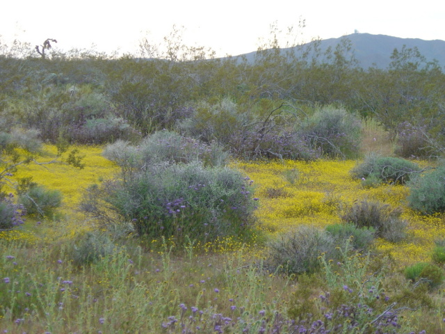 wild flowers blooming 1