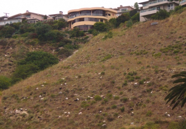 laguna beach mountain goats