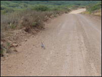 quail 2