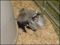 baby goat 1