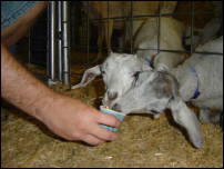 baby goat 2