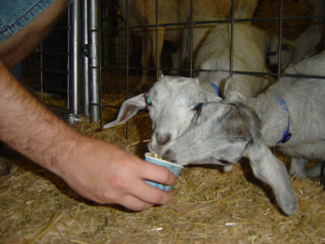 baby goat 2