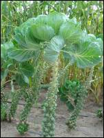 brussels sprouts tree