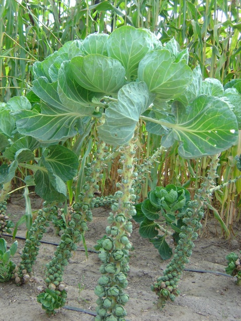 brussels sprouts tree