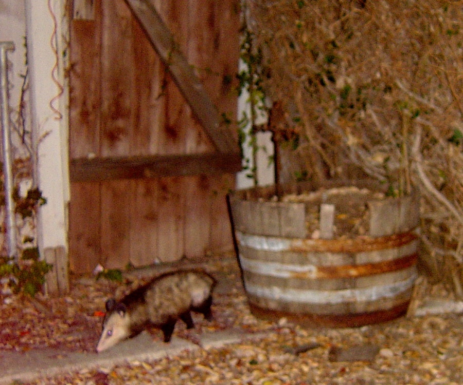 possum in our back yard