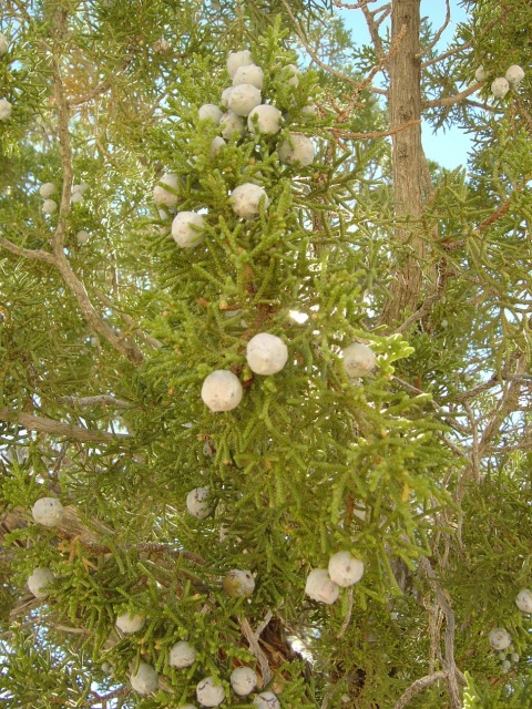joshua tree dusty berries